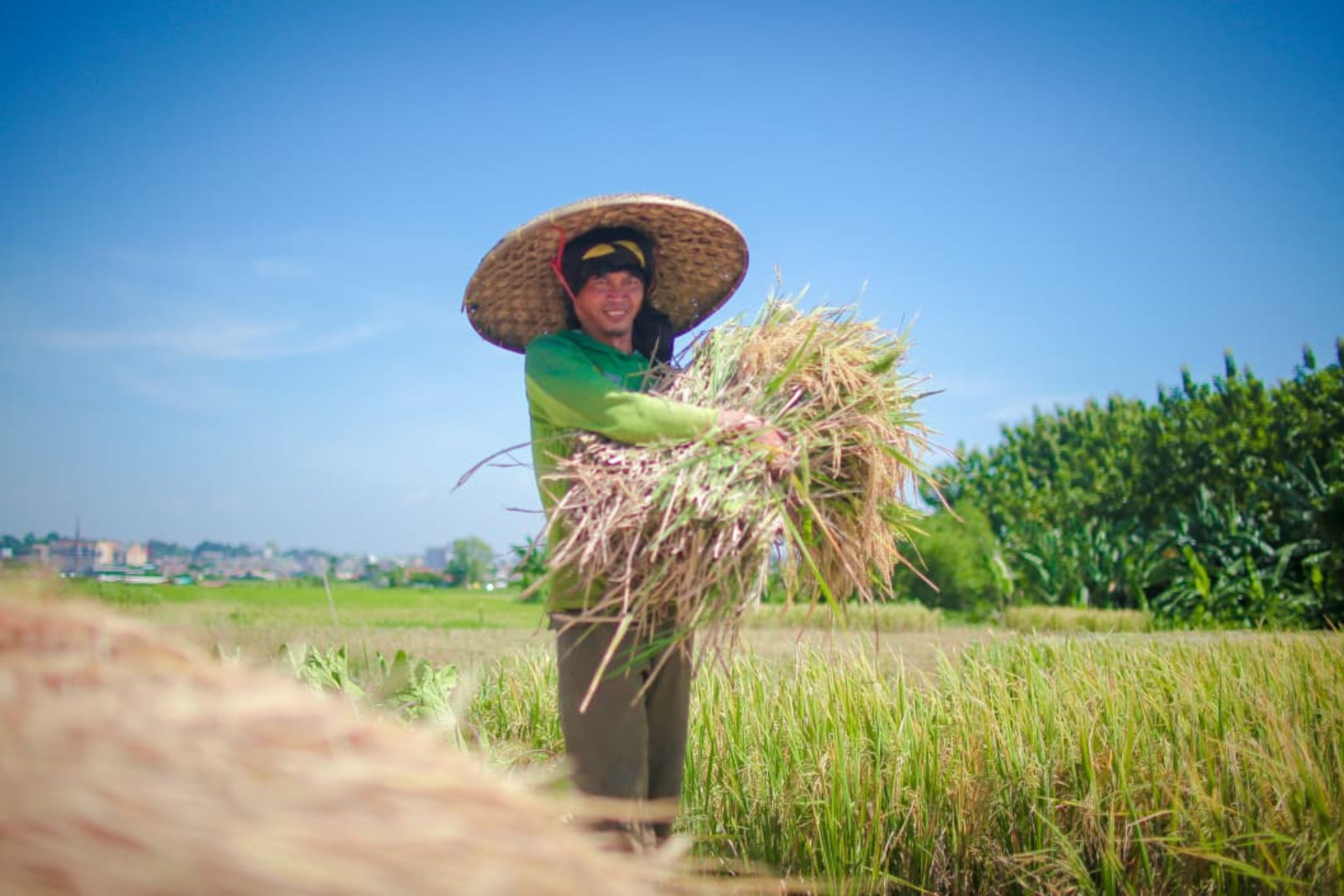 Ilustrasi Petani di Sawah