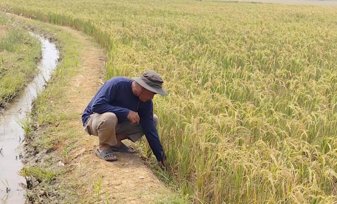 Petani Cirebon Pompanisasi